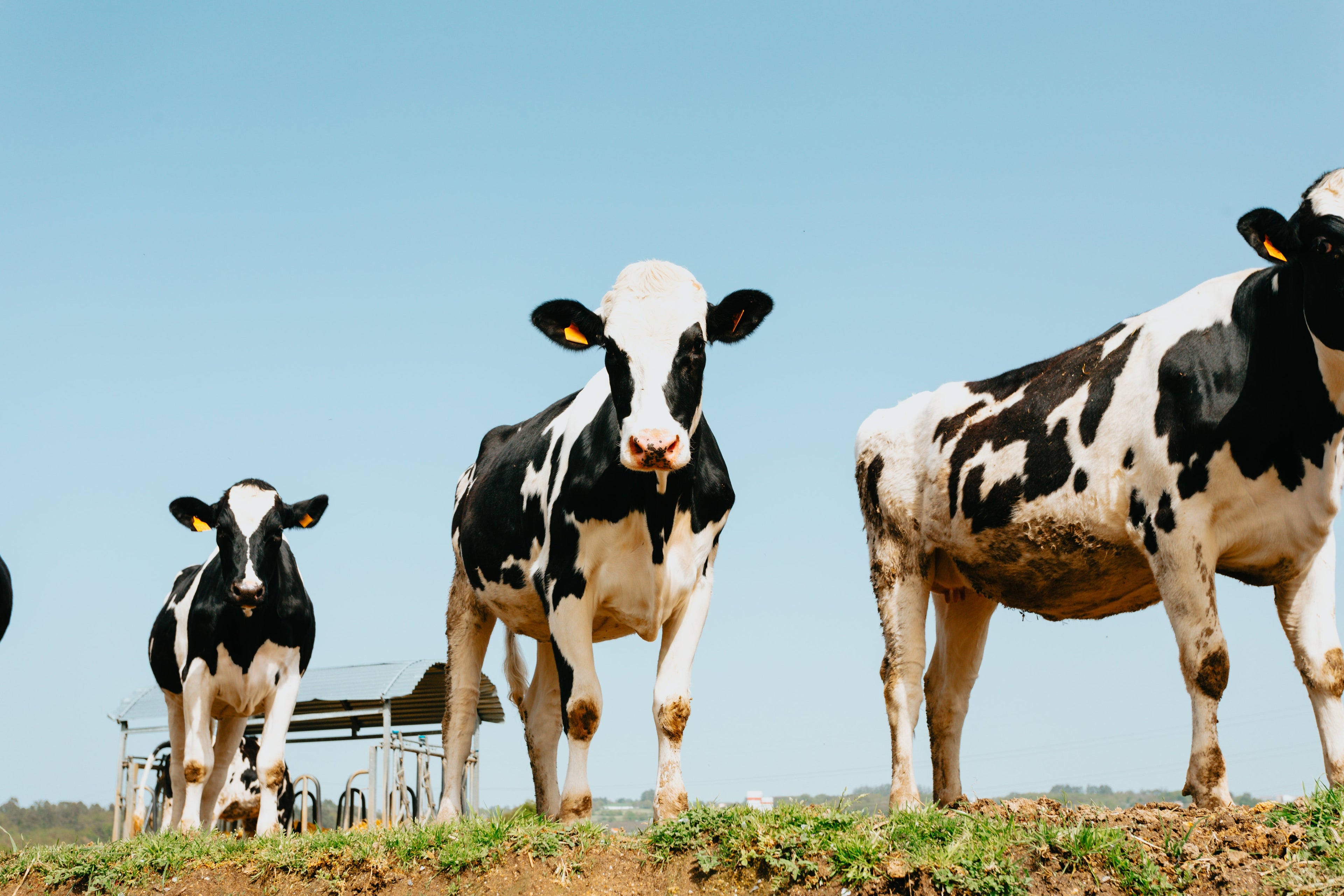 Three black and white cows standing on a grassy field with a clear blue sky.